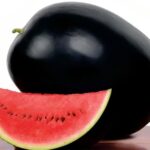 Densuke Watermelon feature