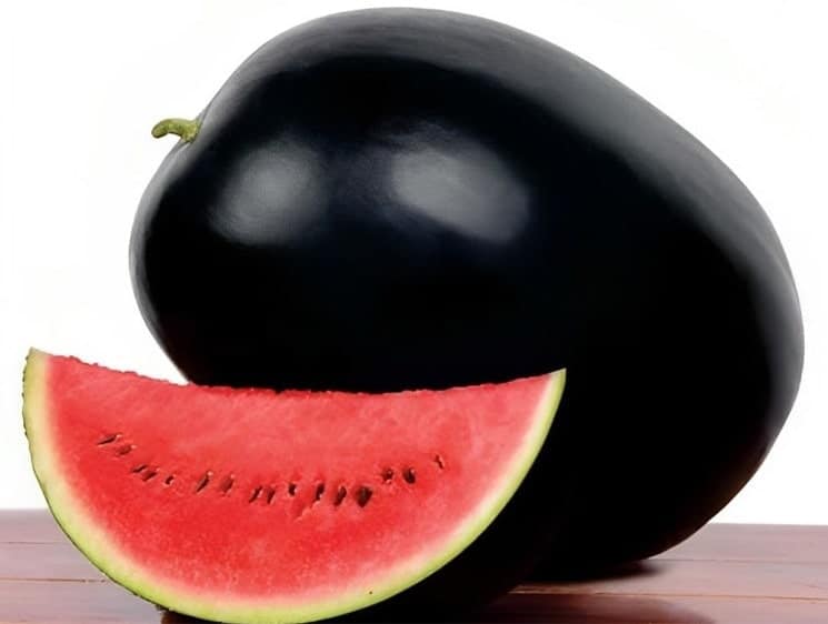 Densuke Watermelon feature