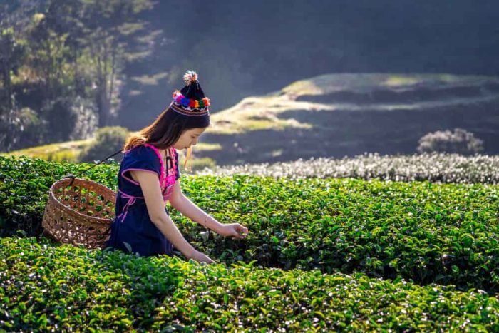 woman-wearing-hill-tribe-dress-sitting-hut-green-tea-field-min